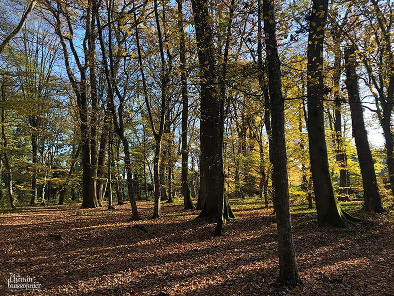 Arbre qui est tu?